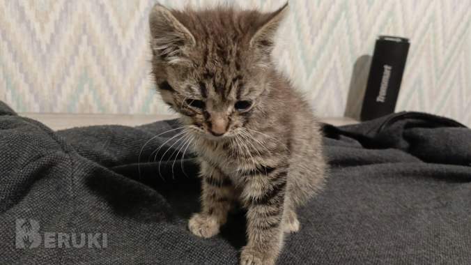 Маленький котенок ищет дом 2