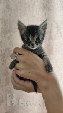 Кошечка ищет своего хозяина и новый дом 0