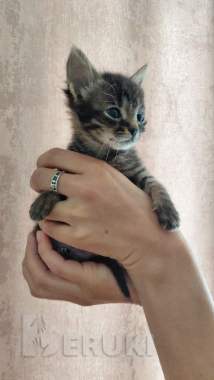 Кошечка ищет своего хозяина и новый дом 1