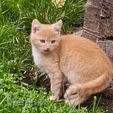 Котята в хорошие руки и доброе сердце 0