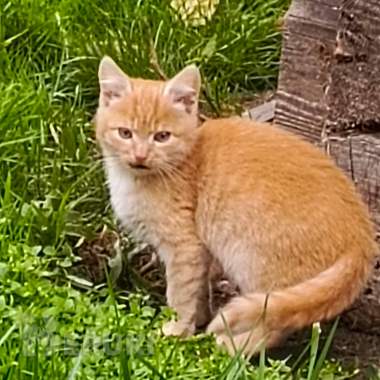 Котята в хорошие руки и доброе сердце 1