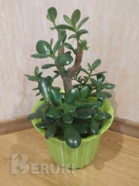 Комнатное растение толстянка крупнолистная