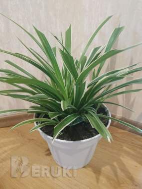 Комнатное растение хлорофитум