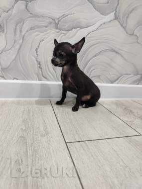 Щенки чихуахуа 0