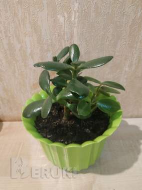 Комнатное растение толстянка крупнолистная