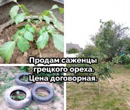 Саженцы грецкого ореха