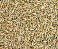 Семена ржи сорта «укосная»