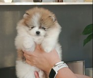 Померанский шпиц девочка