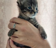 Котята ищут дом и хозяина