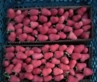 Саженцы малины полонез (польша)