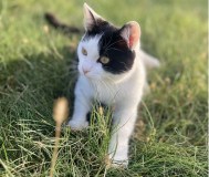 Котёнок ищет дом