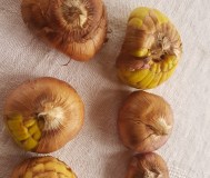 Гладиолусы сорт «Cornelli»