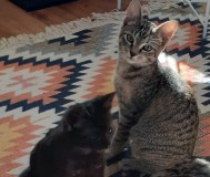 Котята
