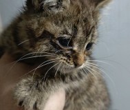 Маленький котенок ищет дом