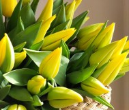 Тюльпаны 2026г.