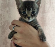 Кошечка ищет своего хозяина и новый дом
