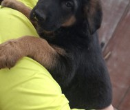 Немецкие щенки