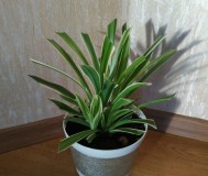 Комнатное растение хлорофитум