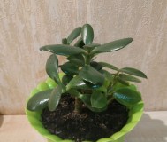 Комнатное растение толстянка крупнолистная