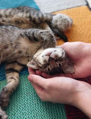 В добрые руки 0