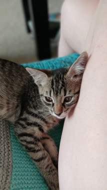 В добрые руки 1