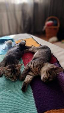 В добрые руки 2