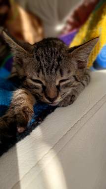 В добрые руки 3