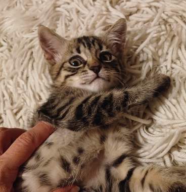 В добрые руки 4