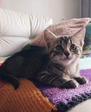 В добрые руки 5