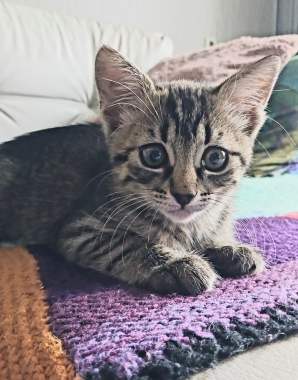 В добрые руки 6