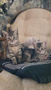 В добрые руки 7