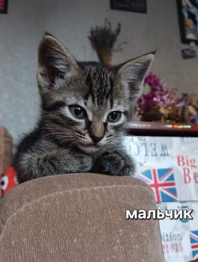 В добрые руки 8