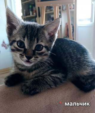 В добрые руки 9