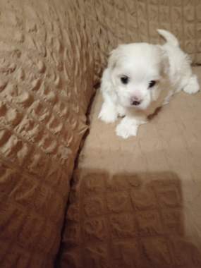 Продажа щенков мальтийской болонки 0