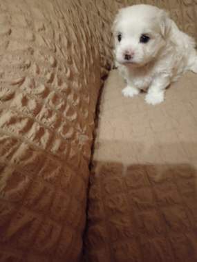 Продажа щенков мальтийской болонки 1