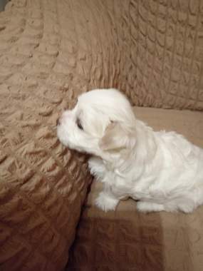 Продажа щенков мальтийской болонки 2