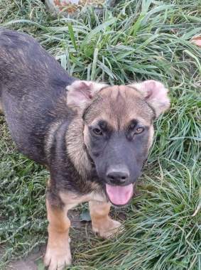 Щенок в дар 0