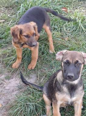 Щенок в дар 1