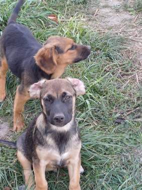 Щенок в дар 2