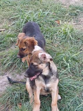 Щенок в дар 3