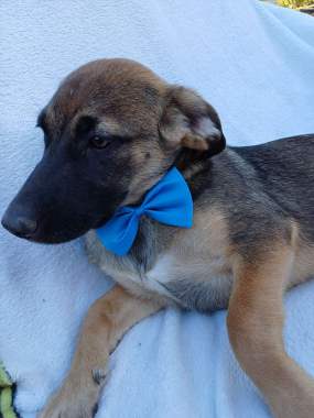 Щенок в дар 4