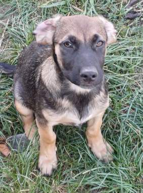 Щенок в дар 5