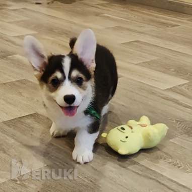 Вельш корги пемброк щенки трёхцветные 6