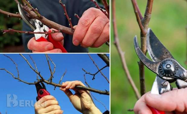 Обрезка деревьев. Обрезка сада. 5