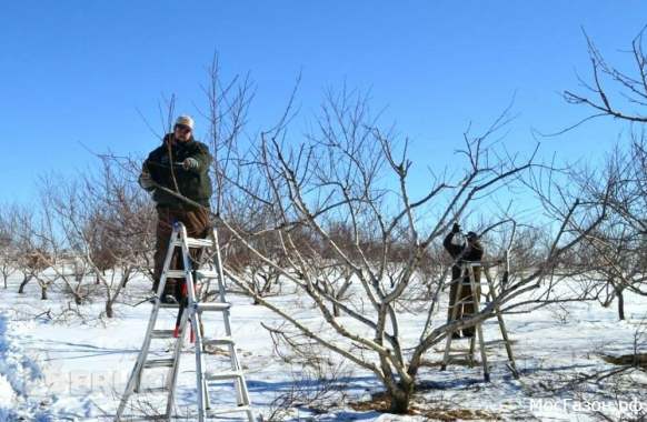 Обрезка деревьев. Обрезка сада. 6