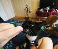 Элуна ищет дом!