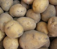 Куплю картофель оптом