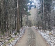 Деревянный дом на опушке леса