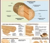 Деревообработка. Учебно-информационный плакат