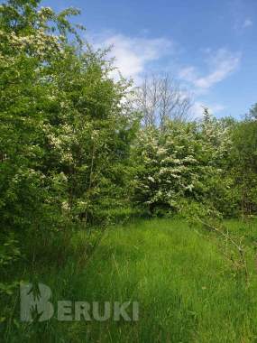 Фермерское хозяйство около минска 5